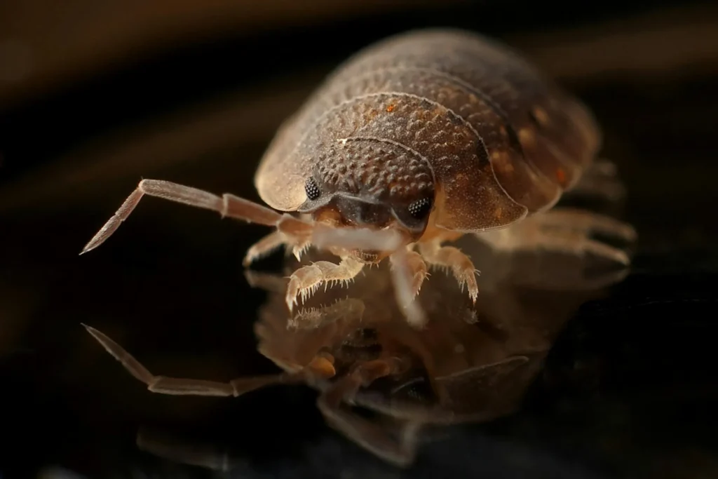 Bed-Bug-Treatment - North Brunswick Pest Control Pros | North Brunswick, NJ | 732-646-6660